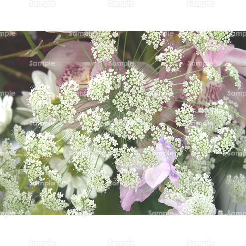 ��;���[�X�t�����[;