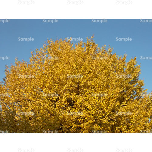 ��;�H;�C�`���E;���;�g�t;