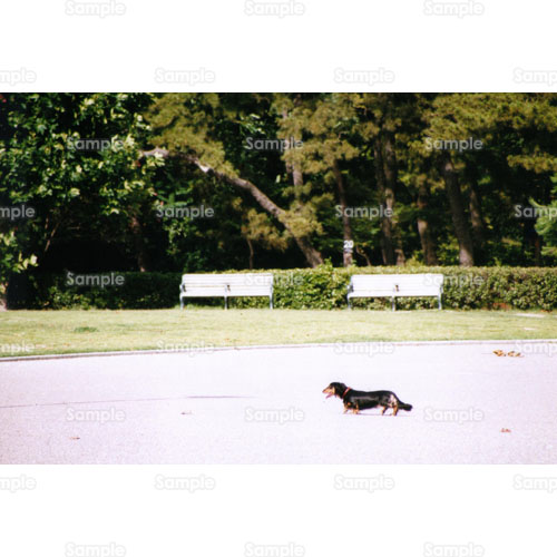 ���E�s�s;�C�k;����;�U��;�_�b�N�X�t���g;�x���`;�y�b�g;