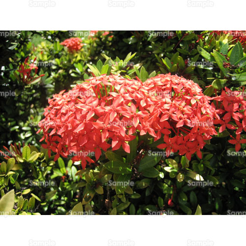 写真 ペンタス クササンタンカ 赤 紅 樹木 079 0006p 写真素材集 フォト スクウェア
