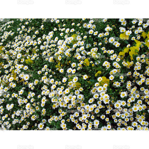 写真 - 白 小菊 (104_0024P) | 写真素材集 フォト・スクウェア