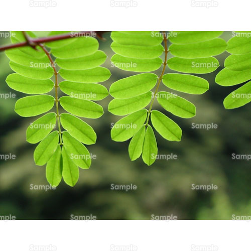 写真 葉 葉っぱ 枝 (107_0061P) 写真素材集 フォト・スクウェア