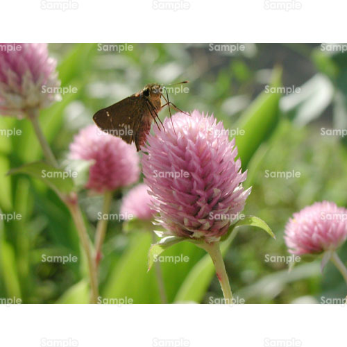 ��;�`���E;��������;�s���N;��;�쌴;