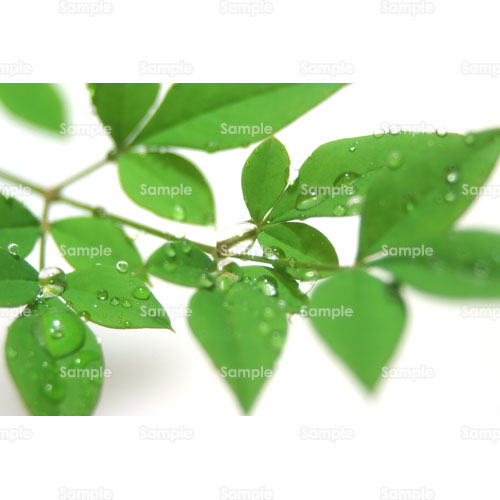 写真 葉 露 雫 しずく 水滴 緑 107 0493p 写真素材集 フォト スクウェア 写真 葉 露 雫 しずく 水滴 緑 107 0493p 写真素材集 フォト スクウェア