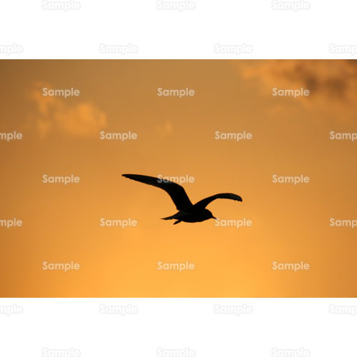 写真 夕日 夕陽 夕暮れ カモメ 鳥 雲 シルエット 影 107 0516p 写真素材集 フォト スクウェア