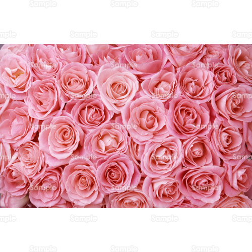 写真 バラ ばら 薔薇 ピンク 花束 ブーケ 113 0053p 写真素材集 フォト スクウェア