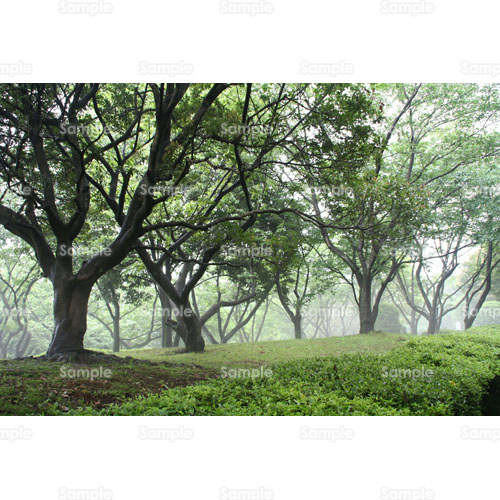 山;木;森林;緑;霧;公園;