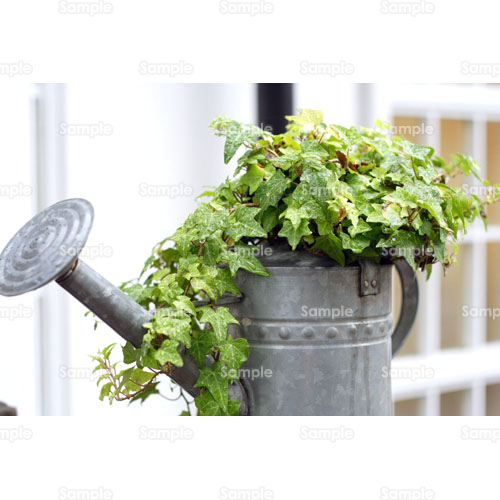 写真 アイビー つた じょうろ 葉 176 0039p 写真素材集 フォト スクウェア
