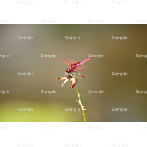 �g���{;�H;��;�ԂƂ��;�A�J�g���{;