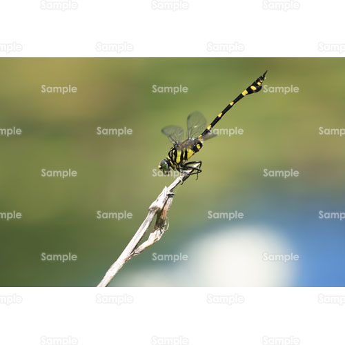 �g���{;��;�����};����;