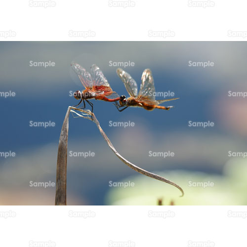 �g���{;�H;��;�ԂƂ��;�A�J�g���{;