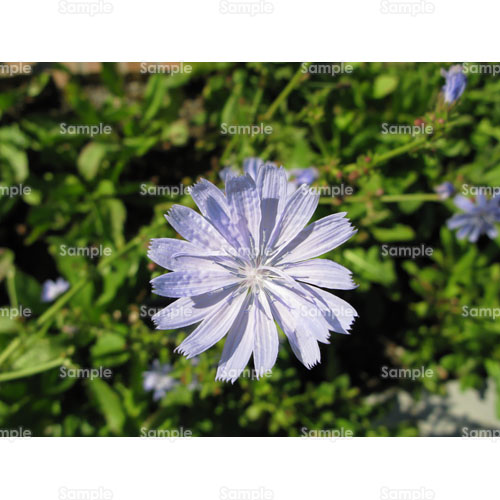写真 チコリ 紫 薄紫 3 0125p 写真素材集 フォト スクウェア 写真 チコリ 紫 薄紫 3 0125p 写真素材集 フォト スクウェア
