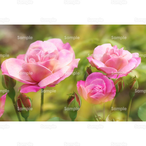 ��;�K�N;�o��;�K�N��;�o����;��;�s���N;�ڂ�;�Q;