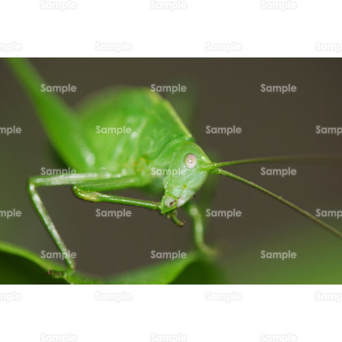 写真 バッタ 飛蝗 虫 昆虫 ムシ 緑 3 0213p 写真素材集 フォト スクウェア
