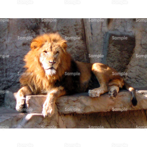写真 ライオン たてがみ 動物園 6 0004p 写真素材集 フォト スクウェア
