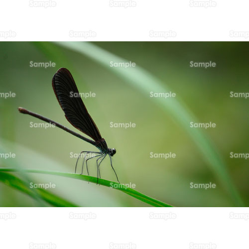 �g���{;�t����;�H��;