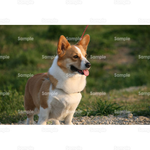 �C�k;�R�[�M�[;�y�b�g;�U��;