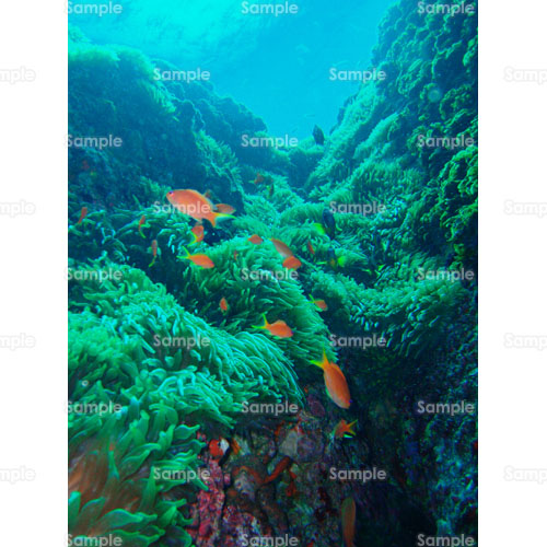 写真 サンゴ 熱帯魚 イソギンチャク ダイビング 海 248 0010p 写真素材集 フォト スクウェア