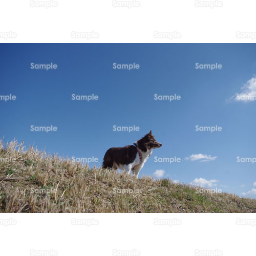 �C�k;�R���[;�y�b�g;�y��;��;�U��;