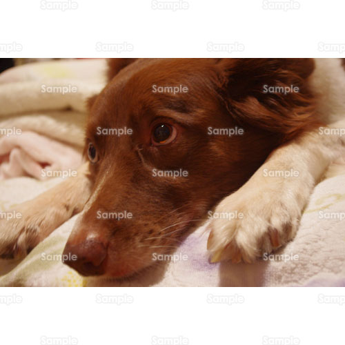 �C�k;�R���[;�ѕz;