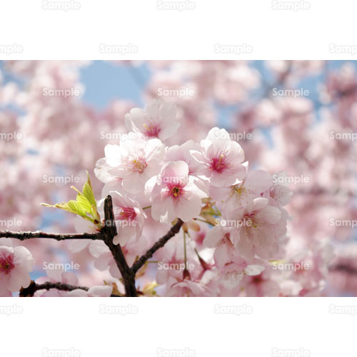 桜;春;ピンク;枝;青空;