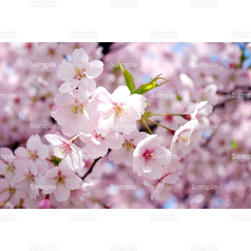 桜;春;ピンク;枝;青空;