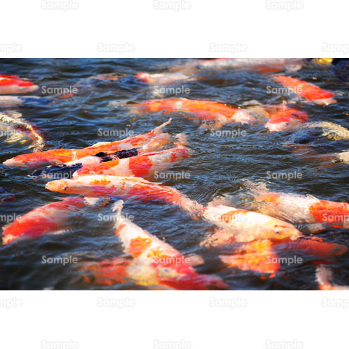写真 - 錦鯉 鯉 コイ 水面 群れ (999_0189P) | 写真素材集 フォト
