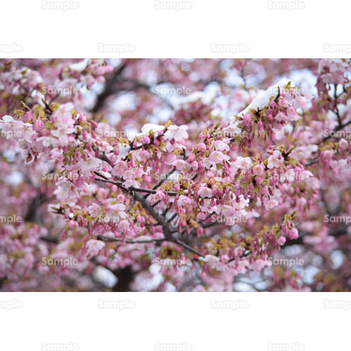桜;春;ピンク;枝;雪;雪桜;早春;