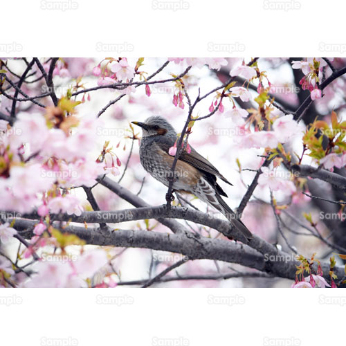 桜;鳥;春;ピンク;枝;ヒヨドリ;