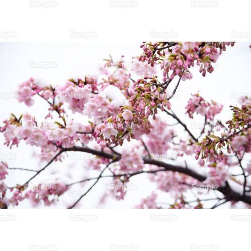 桜;春;ピンク;枝;雪;雪桜;早春;