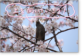 桜（上を向いていこう！）
